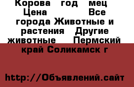 Корова 1 год 4 мец › Цена ­ 27 000 - Все города Животные и растения » Другие животные   . Пермский край,Соликамск г.